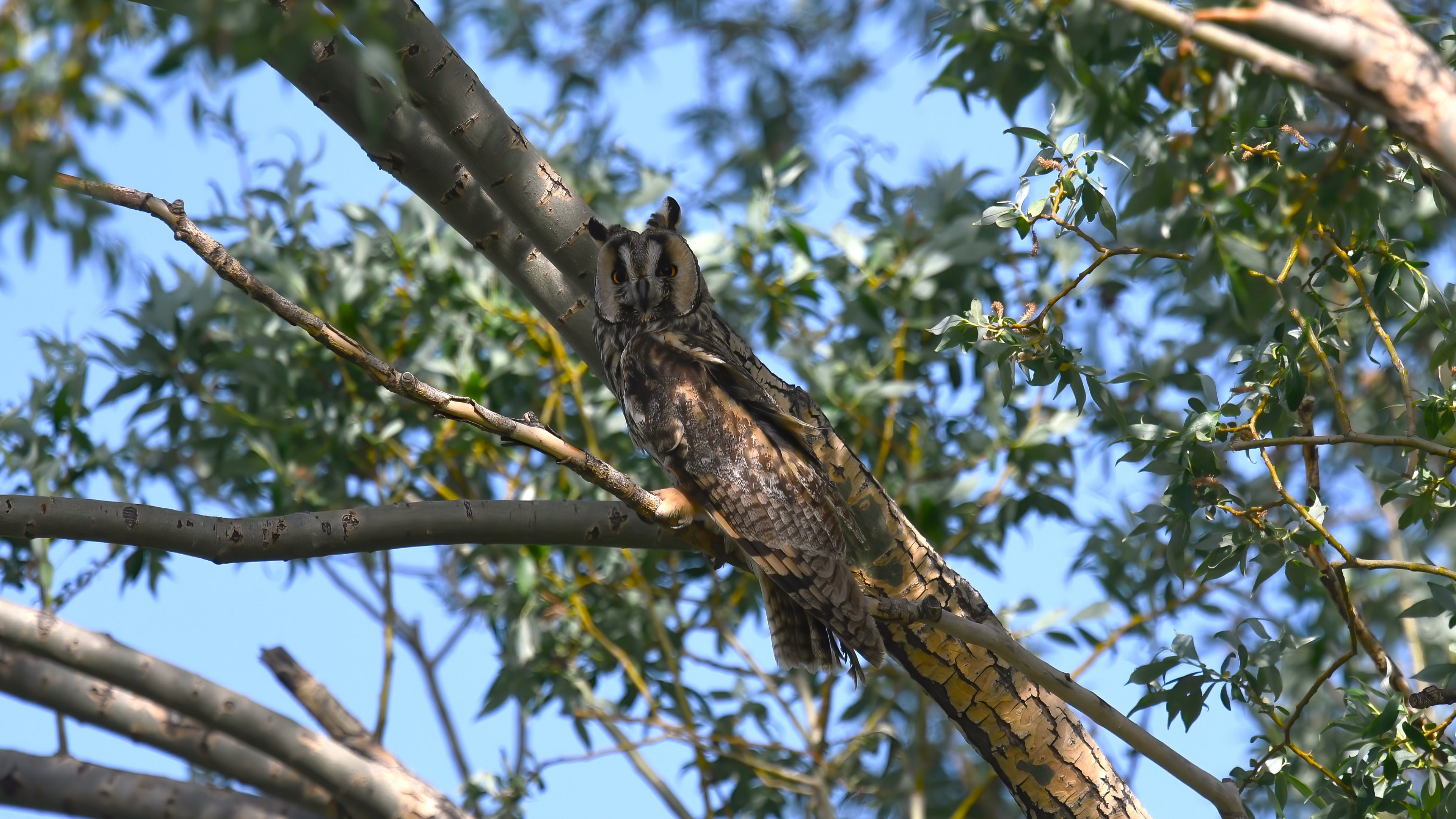 Long-eared Owl